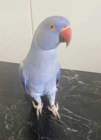 Lost Indian Ringneck Parakeet