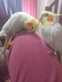 Lost Cockatiel