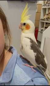 Lost Cockatiel