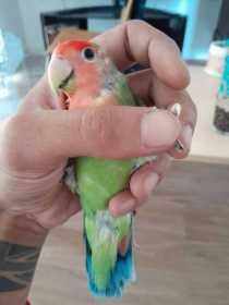 Lost Lovebird