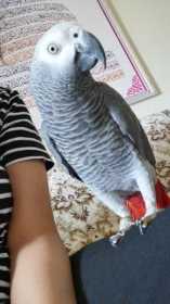 Lost African Grey