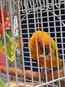 Lost Conure