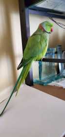 Lost Indian Ringneck Parakeet