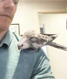 Lost Cockatiel