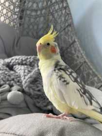 Lost Cockatiel