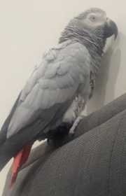 Lost African Grey