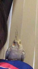 Lost Cockatiel