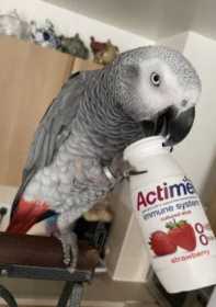 Lost African Grey