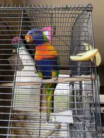 Lost Lory / Lorikeet