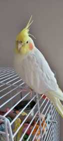 Lost Cockatiel