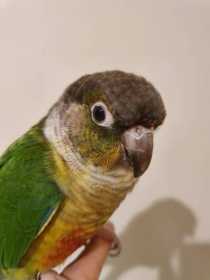 Lost Conure