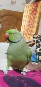 Lost Indian Ringneck Parakeet