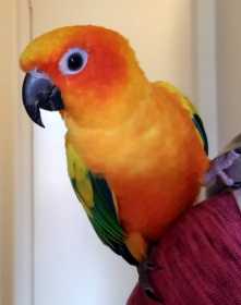 Lost Conure