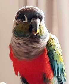Lost Conure