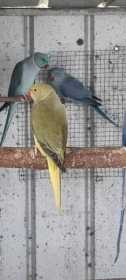 Lost Indian Ringneck Parakeet