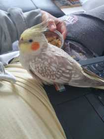 Lost Cockatiel