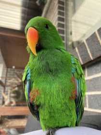 Lost Eclectus