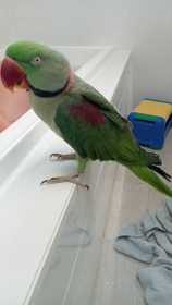 Lost Alexandrine