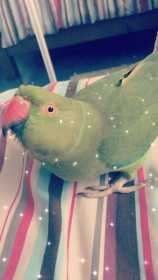 Lost Indian Ringneck Parakeet