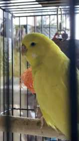 Lost Budgerigar