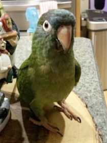 Lost Conure
