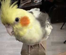 Lost Cockatiel