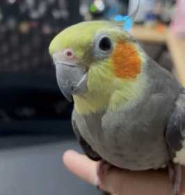 Lost Cockatiel