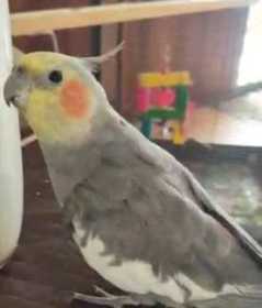 Lost Cockatiel