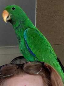 Lost Eclectus