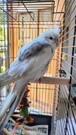 Lost Cockatiel