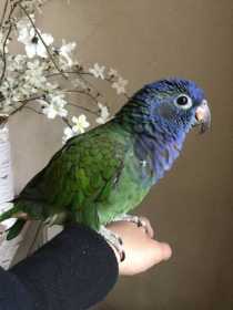 Lost Blue-Headed Pionus