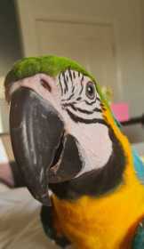 Lost Macaw