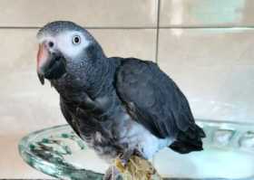 Lost African Grey