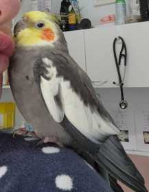 Lost Cockatiel