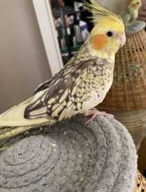 Lost Cockatiel