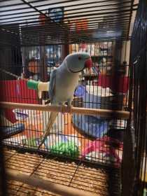 Lost Indian Ringneck Parakeet