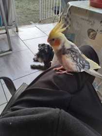 Lost Cockatiel