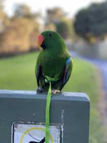 Lost Eclectus