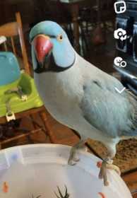 Lost Indian Ringneck Parakeet