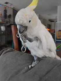 Lost Cockatoo