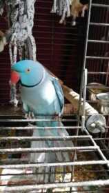 Lost African Ringneck Parakeet