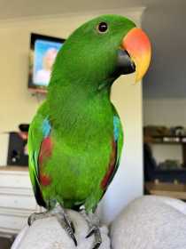Lost Eclectus