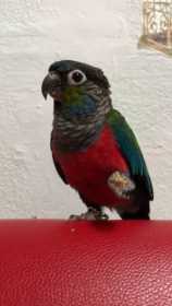 Lost Red Bellied