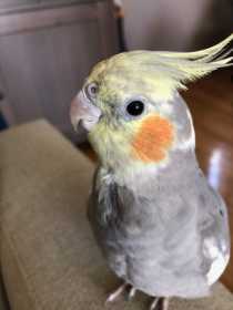 Lost Cockatiel