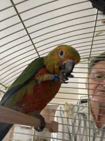 Lost Conure
