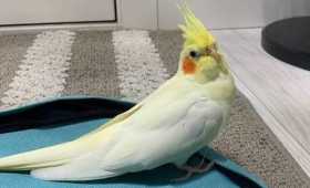 Lost Cockatiel