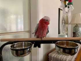 Lost Galah Cockatoo