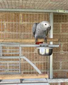 Lost African Grey