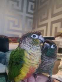 Lost Conure