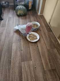 Lost Galah Cockatoo